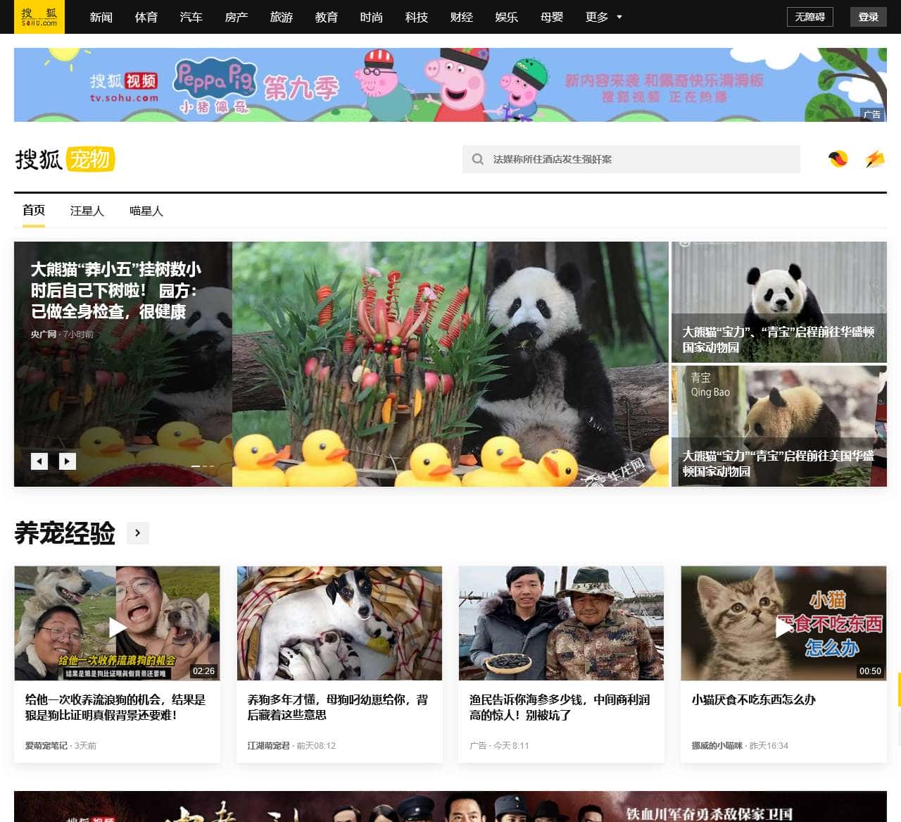 宠物